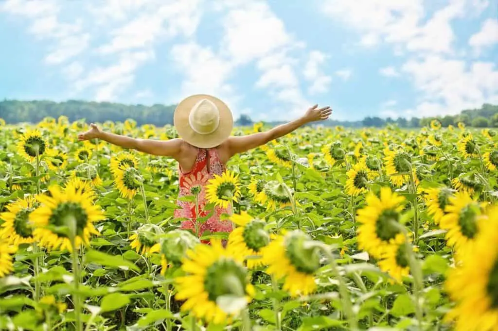 woman in sunflower field