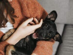 How Pets Can Enhance Our Happiness