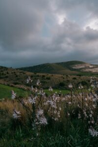 Nature Walks for Mental Health
