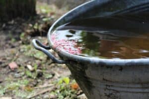 rainwater, nature, water