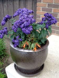 Heliotropes and Begonia