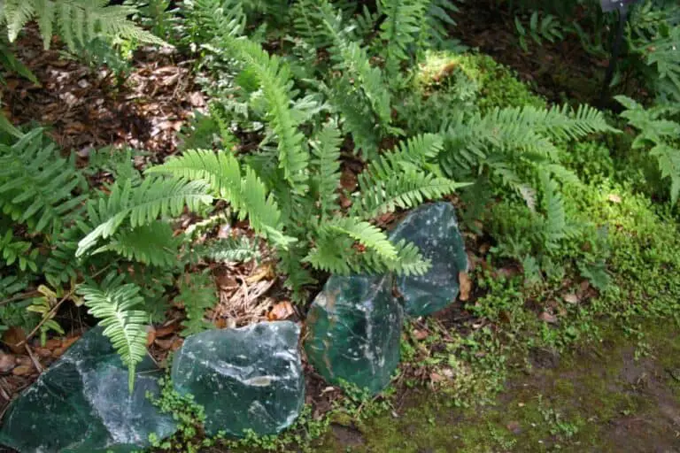 shade-loving flowering plants