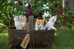 Cat-Friendly Outdoor Spaces