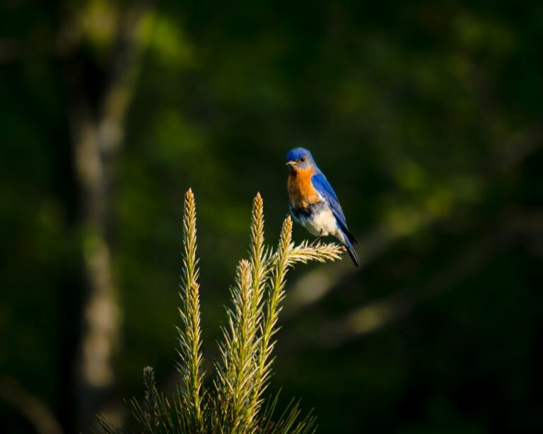 animals that represent happiness, bluebird