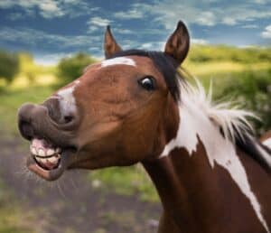 do animals smile