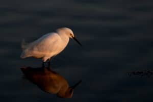 crane bird